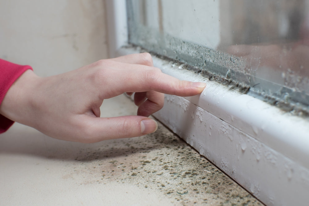 Do Dehumidifiers Get Rid of Damp