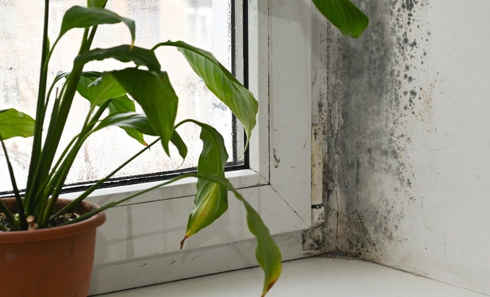 Do Dehumidifiers Stop Mould?